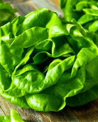Lettuce