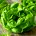 Lettuce