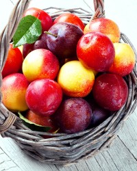 Peaches, Plums, & Nectarines