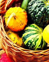 Pumpkins, Squash & Gourds