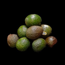 Avocado ($1.99/Each)